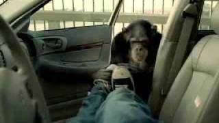 Monkey Stopping Robber From Robbing Car