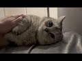 飼い主の心にそっと寄り添う猫
