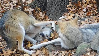 Adorable Wolf Tries to Get Mom's Attention