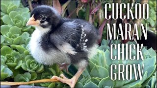 WATCH CUCKOO MARAN CHICK GROW  Days 1 to 20 & 9 months  Baby Chicken Being Assimilated into Flock