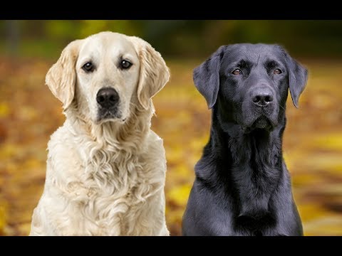 Vidéo: Différence Entre Le Labrador Et Le Golden Retriever