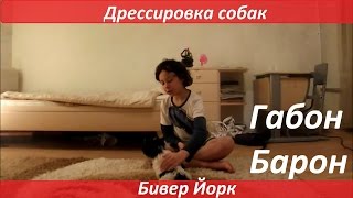 Дрессировка собак бивер йорк Дрессировка собак бивер йорк