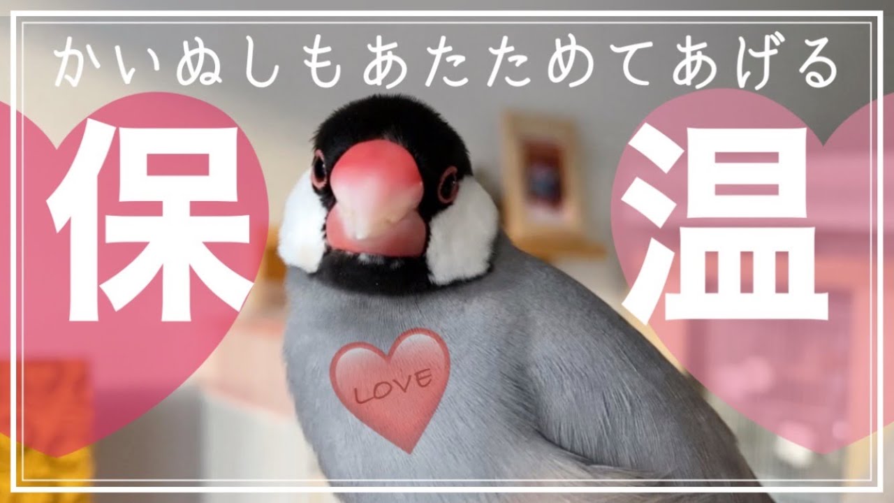 【文鳥の冬支度・保温アイテム5個紹介】小鳥のお世話Vlog