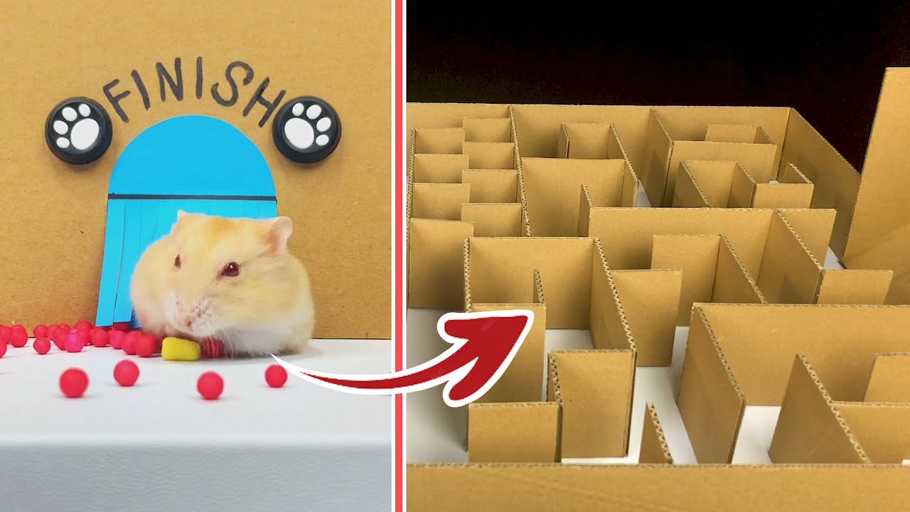 hamster maze research data table