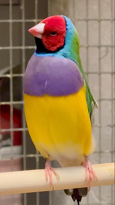 Nyanyian Burung Gouldian Finch - Suara Burung | Burung Aviary #burung #burung #alam #hewan #hewanpeliharaan #hewan