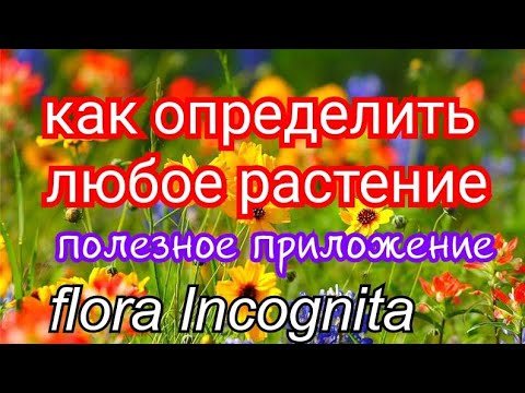Пчеловодам и не только. Как распознать любое растение. Очень полезное приложение.