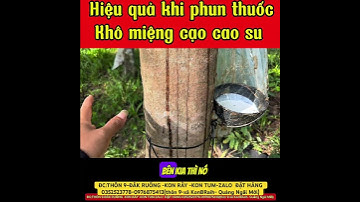 Hiệu quả khi phun thuốc khô miệng cạo cao su |Trần Văn Hảo
