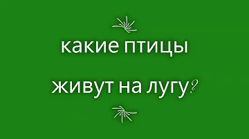животные луга