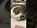 くさ〜い指を嗅がせるとマジギレする猫#shorts