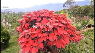 flor de pascua o planta de navidad. como reproducirla (mirar hasta el final)