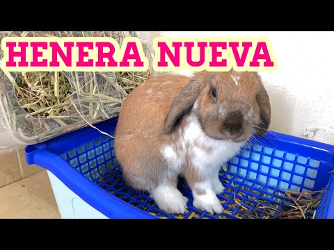 COMO HACER HENERA CASERA