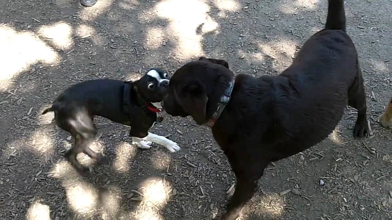 Boston Terrier Fighting With Chocolate Labrador YouTube