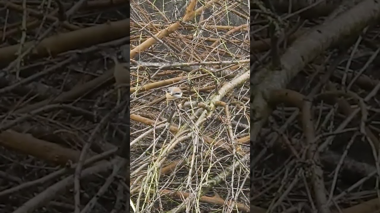 A bee is eaten by a bird [predation]