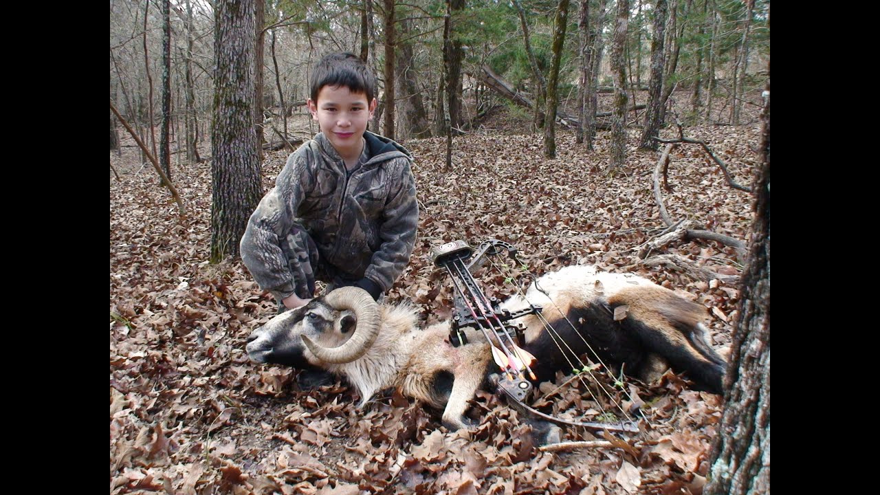 9 year old Bow hunts Sheep in TX young hunter arrows big