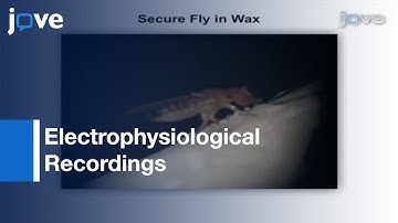 Electrophysiological Recordings From Giant Fiber Pathway Of D. melanogaster l Protocol Preview