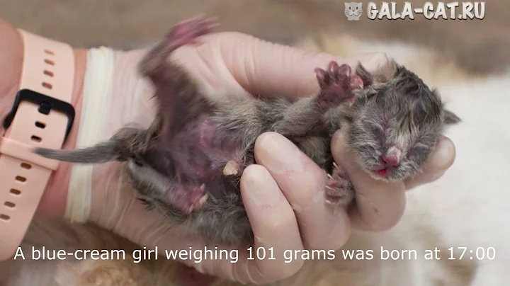 Watch the video about British kittens birthday (Litter- U2)