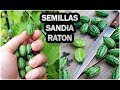 Como Conseguir Semillas De Sandia Raton O Cucamelon - Obtener Semillas