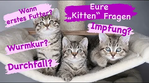 Wann sind Kitten entwöhnt?