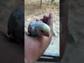 #viral #video #youtubeshorts #youtube #shortvideo #shortsvideo #shortsviral #viralvideo #viralshort