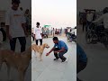 Dog is😰best🐶 and amazing dog flip #viraljump#dogshorts #dogclothes #animals #youtube