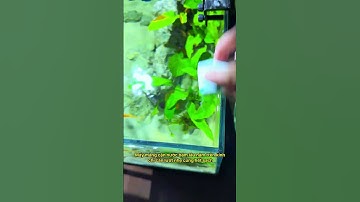 Không còn khổ vì lau kính mãi không sạch, có nó chỉ cần lướt nhẹ là hết #notashopvn #fish #aquarium