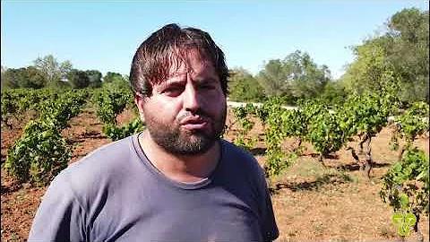 In che periodo si zappa la vigna?