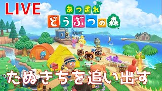 【あつ森】島クリを目指し、たぬきちを追い出す【あつまれどうぶつの森】【ゲーム実況】