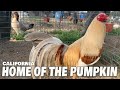 Beautiful birds pumpkin farm frank brizuela  california farm visit