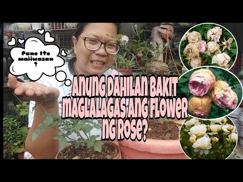 Video: Rose Drying Techniques: Paano Ko Magpapatuyo ng Rosas