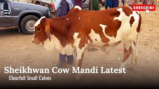 Mandi Sheikhwan Latest|#Sheikhwan|