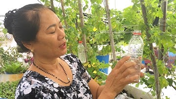 Cách làm bẫy ruồi vàng phá hoại trái cây hiệu quả 100%