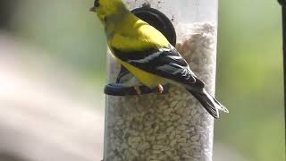 American Goldfinches share a tube feeder at Birds of West Cobb