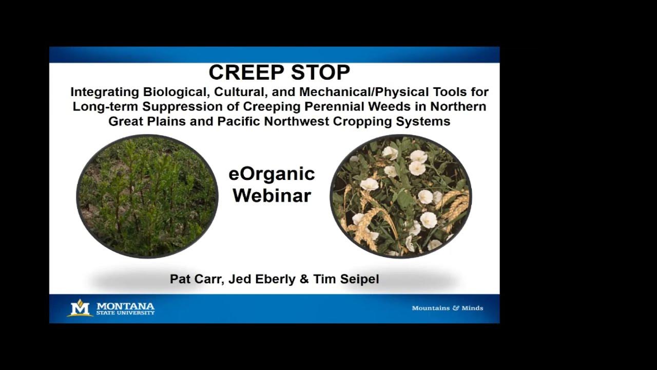 Integrated Management of Field Bindweed and Canada Thistle in Organic
