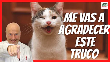 ¿Por qué los gatos cierran los ojos cuando se les habla?