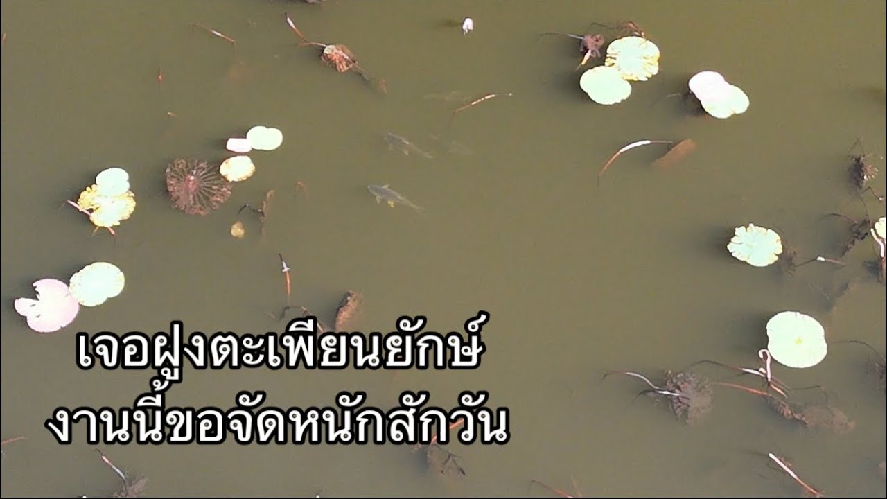 เจอฝูงตะเพียนยักษ์ งานนี้เกือบได้แบกกลับบ้าน 