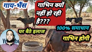 क्या आपकी गाय-भैंस(Cow-Buffalo)गाभिन(Pregnant)नहीं हो रही है??100% Solution||आपका पशु गाभिन होगा