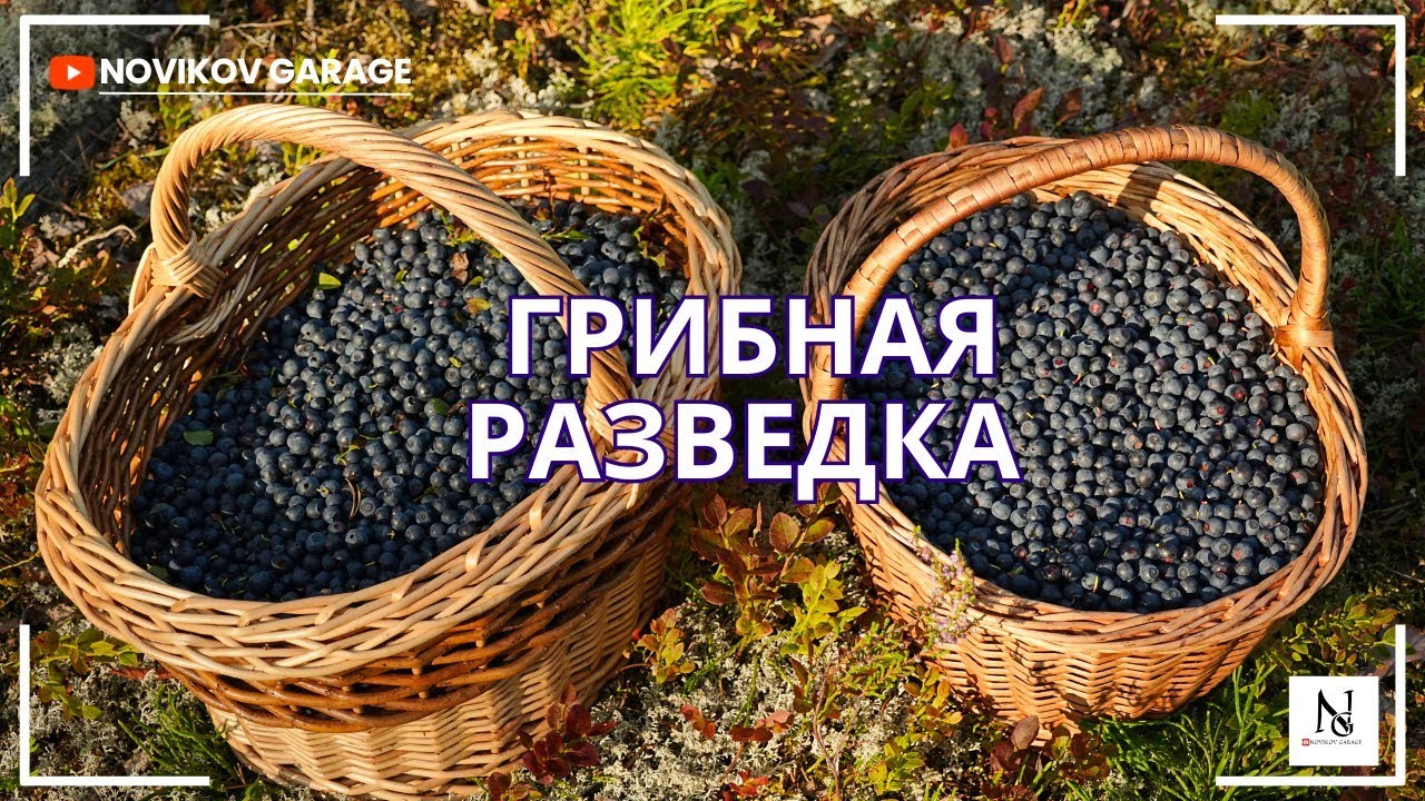 Грибная разведка 09 августа 2025. Приозерский район.