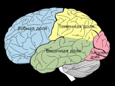 Видео: Как улучшить функцию лобной доли