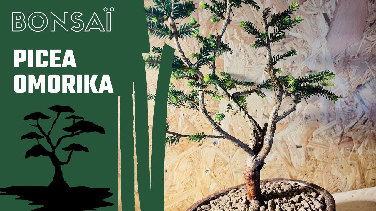 lavagranulat bonsai Lapillo Volcanic Lava 3-5mm Bonsai Growing Media  Kaizen Bonsai