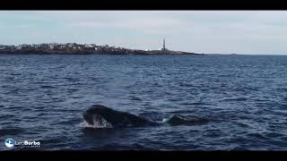 21 de Agosto ballenas en Cabo Polonio