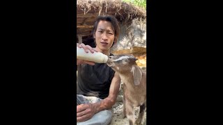 Rude, too rude. #ShepherdGongzi #RuralLife #MyCountryLife #Lamb