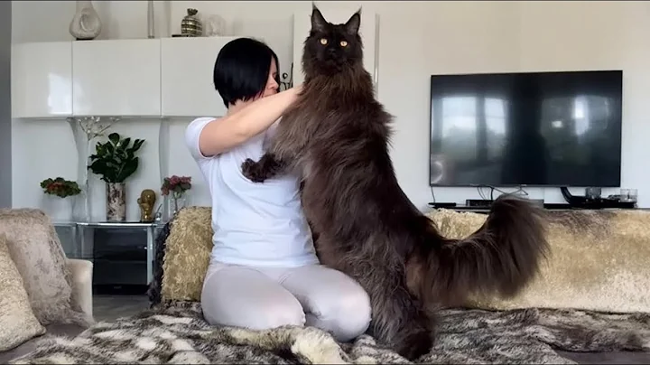 Video 10842121: pet maine coon, pets funnycats, gentle giant cat