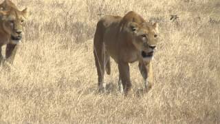 Female Lions Walking