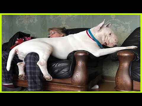 APARECIÓ EL BULLTERRIER GIGANTE, no lo puedes tener hqdefault