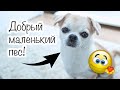 НУЖЕН ВАША ПОМОЩЬ 🐶ПОКУПКИ И ИГРУШКИ ДЛЯ ЧИХУАХУА ЛИЗИ 🐶 ЧЕМ МЫ КОРМИМ НАШУ МАЛЕНЬКУЮ СОБАКУ?