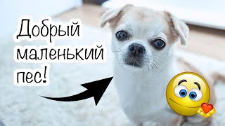 НУЖЕН ВАША ПОМОЩЬ 🐶ПОКУПКИ И ИГРУШКИ ДЛЯ ЧИХУАХУА ЛИЗИ 🐶 ЧЕМ МЫ КОРМИМ НАШУ МАЛЕНЬКУЮ СОБАКУ?