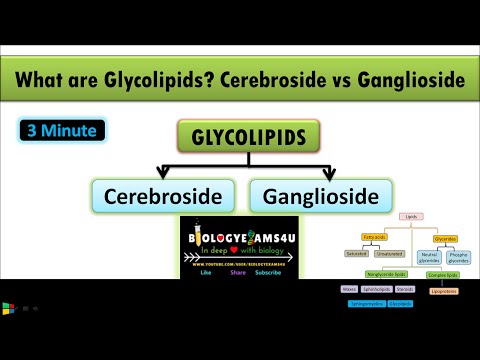 Glycolipids ਕੀ ਹਨ? ਸੇਰੇਬਰੋਸਾਈਡ ਅਤੇ ਗੈਂਗਲੀਓਸਾਈਡ ਵਿਚਕਾਰ ਅੰਤਰ | ਲਿਪਿਡ ਭਾਗ 5