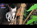 Rescue baby kitten meowing loudly after a raining storm