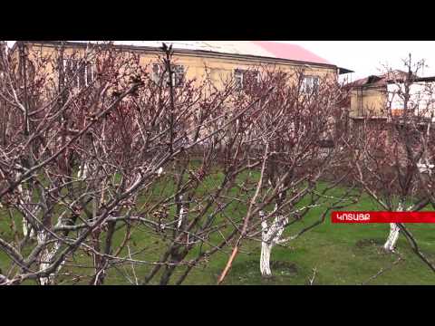 Video: Խորհուրդներ Շագանակի ծառի էտման մասին - Իմացեք Շագանակի ծառը կտրելու մասին