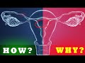 Periods 101: The Why, What, and How of Your Monthly Cycle!